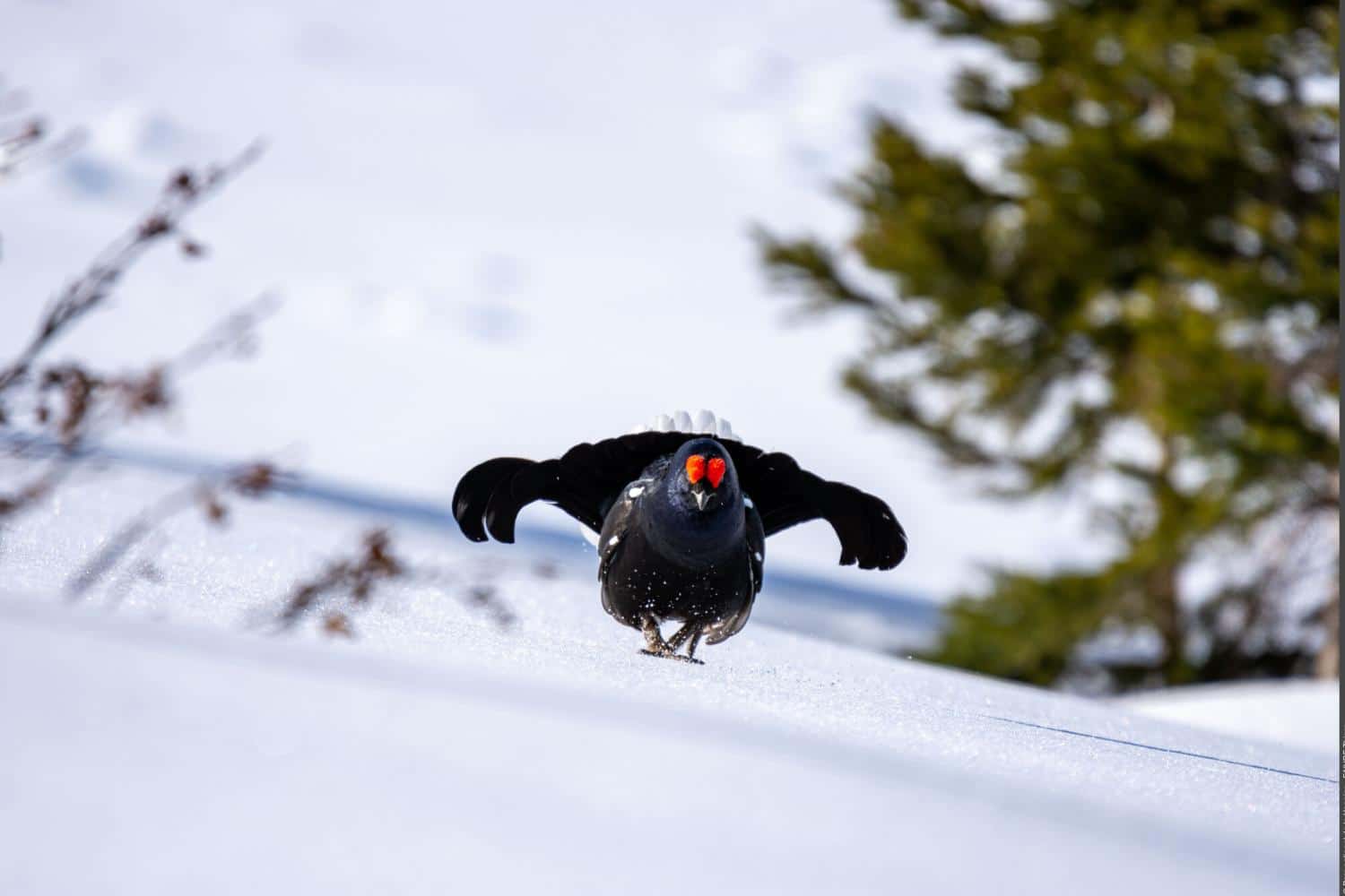 un Tétras lyre dans la neige